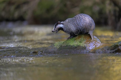 European badger (Meles meles), sitting on a stone in a stream in the last light, deciduous tree is