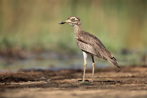 Senegal Thick-knee (Burhinus senegalensis) on field, Ethiopia