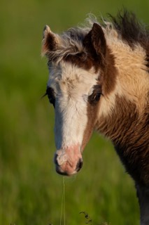 Horse or pony (Equus caballus) juvenile baby foal in a grass field, England, United Kingdom
