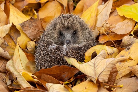 European hedgehog (Erinaceus europaeus) adult animal curled in a ball for hibernation on fallen