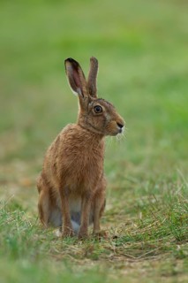 European brown hare (Lepus europaeus) adult animal in grassland in summer, England, United Kingdom