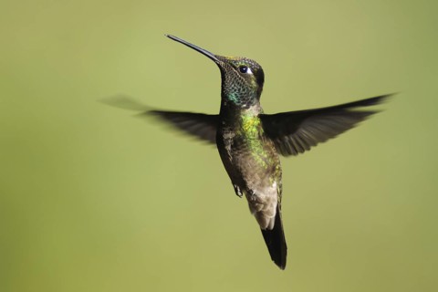Rivoli's Hummingbird (Eugenes fulgens), Guatemala