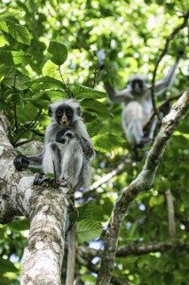 Sansibar-Stummelaffe (Piliocolobus kirkii) zwei Tiere in Baumkrone, Jozani Chwaka Bay National