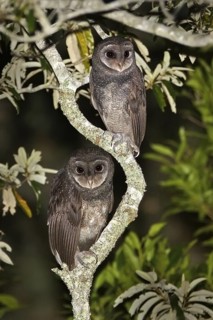 Greater Sooty Owl (Tyto tenebricosa), New South Wales, Australia