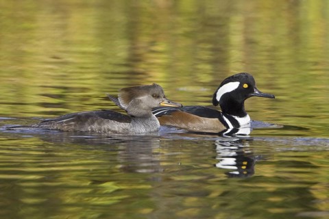 Hooded Merganser (Lophodytes cucullatus), British Columbia, Canada