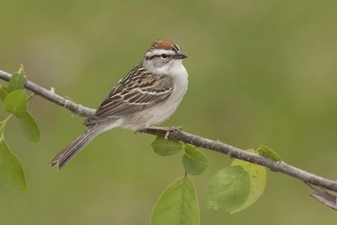 Chipping Sparrow (Spizella passerina), Ohio, USA