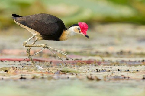 Comb-crested Jacana (Irediparra gallinacea) in a wetland area in Papua New Guinea