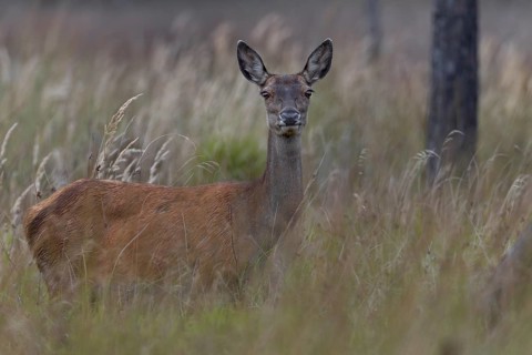 With sharpened senses, the red deer (Cervus elaphus) moves across a marshy meadow, mating season,