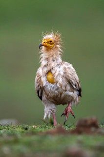 Egyptian Vulture (Neophron percnopterus), Castile-La Mancha, Spain