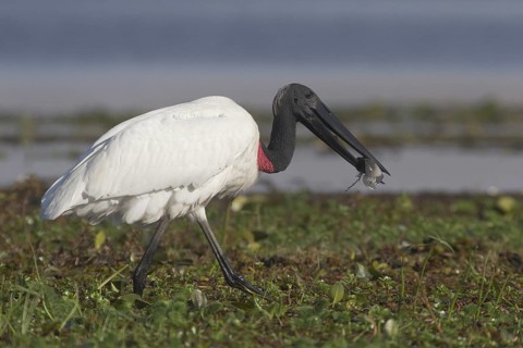 Jabiru (Jabiru mycteria) foraging, Corrientes, Argentina