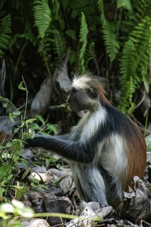 Sansibar-Stummelaffe (Piliocolobus kirkii) Nahrungssuche am Boden, Jozani Chwaka Bay National Park,
