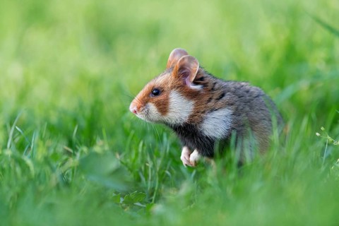 Field hamster, (Cricetus cricetus), animals, mammals, hamster, rodent, subfamily of hamsters,