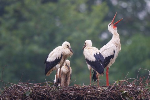 White Stork (Ciconia ciconia) with juveniles in nest, North Rhine-Westphalia, Germany