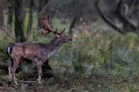 The fallow deer (Dama dama) attentively observes the activity on the rutting ground, rutting,