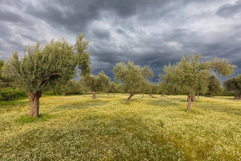 Landscape, Greece, thunderstorm, thunderstorm atmosphere, olive tree, olive grove. Olive, flower
