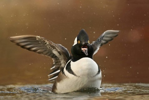 Hooded Merganser (Lophodytes cucullatus) male, Michigan, USA