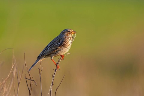 Corn Bunting (Emberiza calandra), Hungary