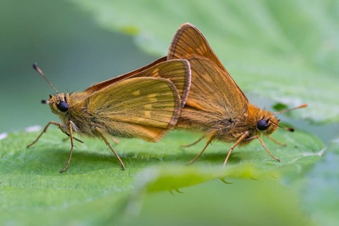 Large skipper (Ochlodes sylvanus), Ahlhorn, Lower Saxony, Netherlands