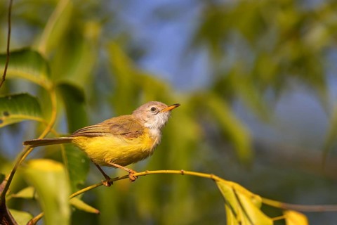 Grey-capped Eremomela, (Eremomela pusilla), Senegal Eremomela, Eremomela senegalesa,