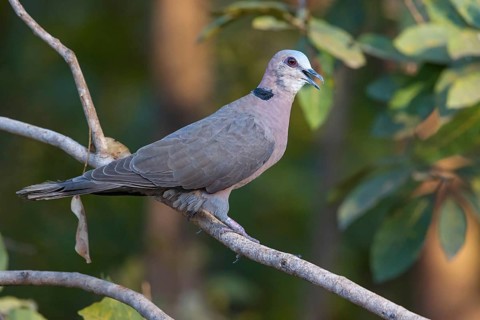 Half-moon pigeon, (Streptopelia semitorquata), animals, birds, pigeon family, biotope, perch,