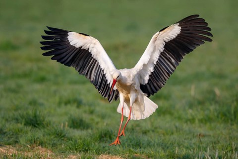 White Stork (Ciconia ciconia) landing, North Rhine-Westphalia, Germany