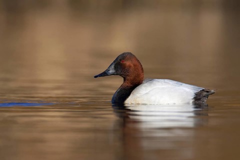 Canvasback (Aythya valisineria) male, British Columbia, Canada