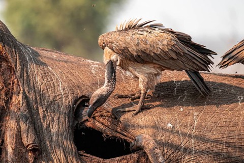 White-backed vulture (Gyps africanus), vulture feeding on the carcass of an elephant, Ihaha, Chobe