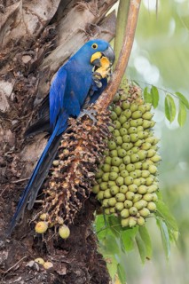 Hyacinth Macaw (Anodorhynchus hyacinthinus) perched on a branch in the Pantanal of Brazil