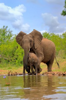 African elephant (Loxodonta africana), adult, male, bull, young animal, young bull with young