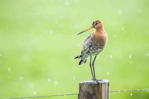 Black-tailed godwit (Limosa limosa) standing on a pole in the rain, drops form a picturesque