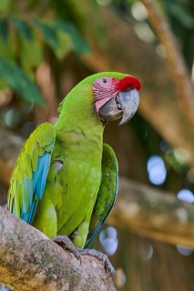 Great green macaw (Ara ambiguus) Costa Rica