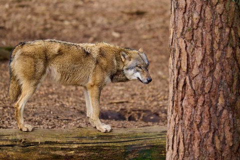 A wolf stands next to a tree and seems pensive, Wolf (Canis lupus), Germany