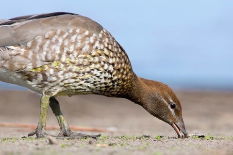 Maned Duck (Chenonetta jubata) female foraging, Victoria, Australia