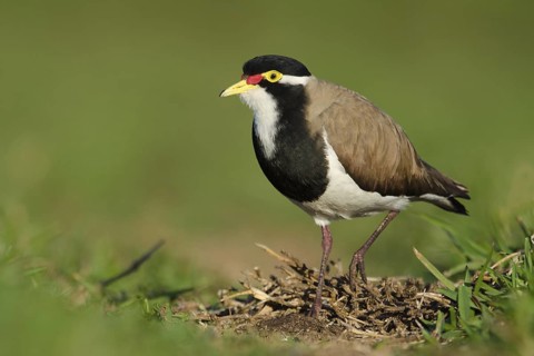 Banded Lapwing (Vanellus tricolor), New South Wales, Australia