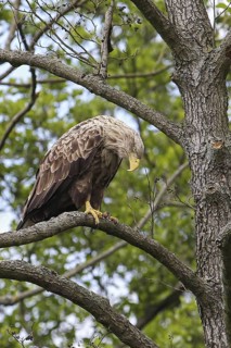 White-tailed Eagle (Haliaeetus albicilla) perched in a tree, Mecklenburg-Western Pomerania, Germany