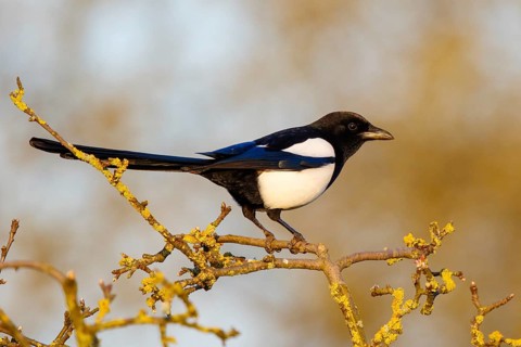 Eurasian Magpie (Pica pica), North Rhine-Westphalia, Germany