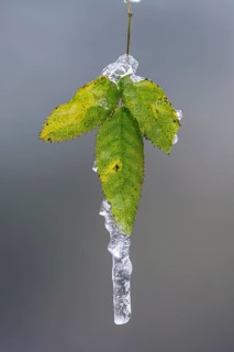Freezing rain on a leaf in Barneführer Holz, Hatten, Lower Saxony, Germany