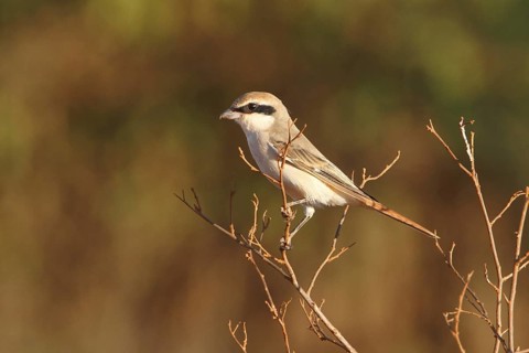 Isabelline Shrike (Lanius isabellinus), Samburu, Kenya