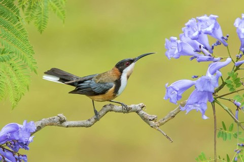 Eastern Spinebill (Acanthorhynchus tenuirostris), Victoria, Australia