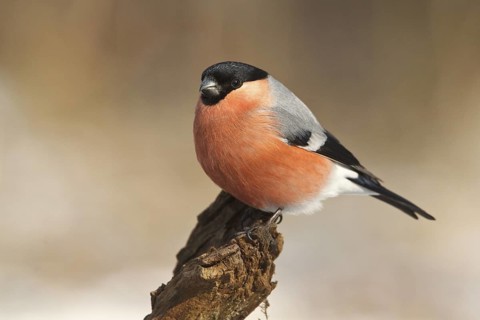 Eurasian Bullfinch (Pyrrhula pyrrhula) male, Rhineland-Palatinate, Germany