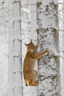 One young male Eurasian lynx, (Lynx lynx), climbing up a birch tree in a snow covered forest