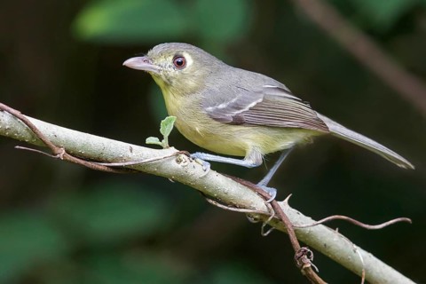 Cuban Vireo (Vireo gundlachii) perched on a branch in Cuba