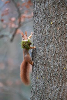 Squirrel (Sciuris vulgaris) with nest-building material, Germany
