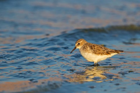 Little sandpiper, (Calidris minuta), biotope, habitat, foraging, beach, water, Israel