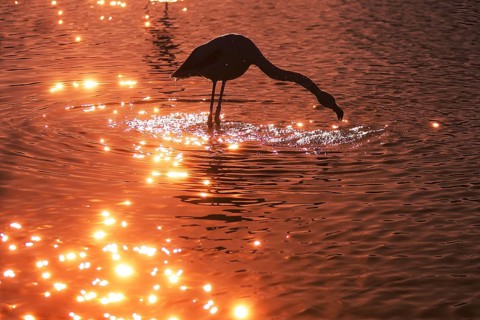 A pink flamingo gracefully forages in the shimmering waters of the French Camargue during a