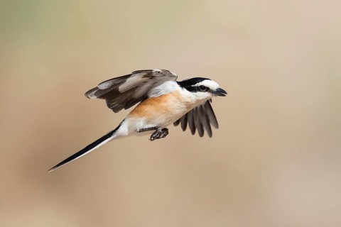Masked Shrike (Lanius nubicus) male flying, Eilat, Israel