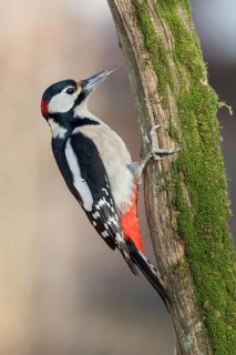 Great Spotted Woodpecker (Dendrocopos major) male climbing tree, Poland