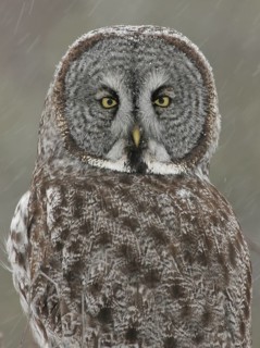 Great Grey Owl (Strix nebulosa), Maine, USA