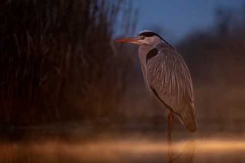 Grey Heron (Ardea cinerea), Kiskunsag National Park, Hungary