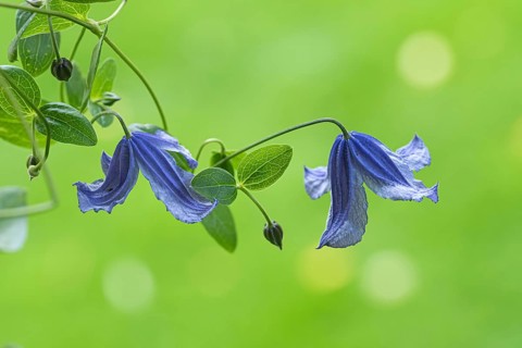 Clematis alpina, An den Dorfwiesen 9, Federal Republic of Germany